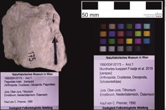 Foto (Objekt + Etiketten) von Munitheites kuepperi (Fraaije et al., 2019) (NHMW-GEO-1990-0041-0175)